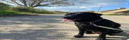 Mixed Breed dogs for sale: Beautiful dachsdors in Moreton-in-Marsh - Advert 1