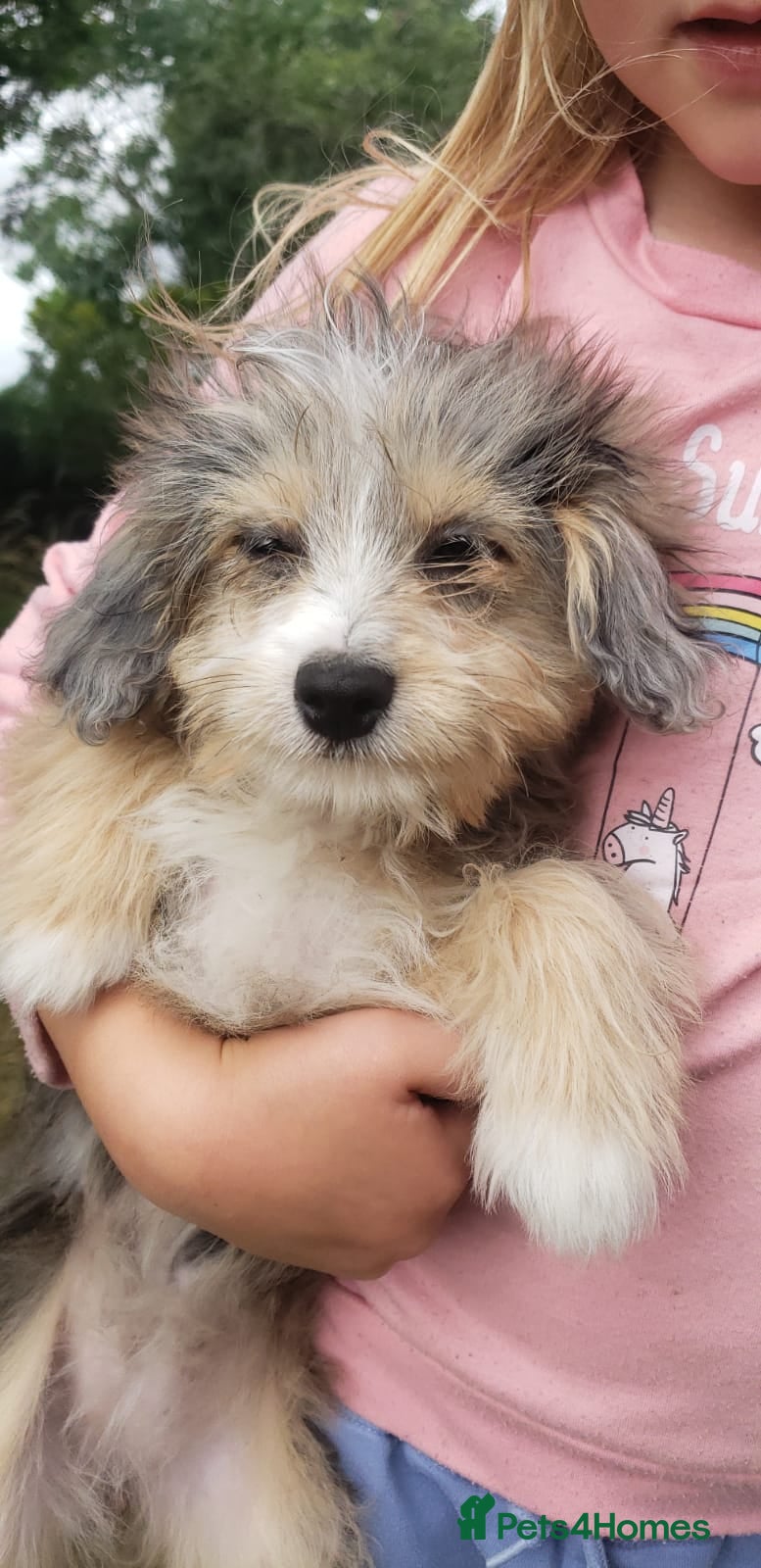 Aussiedoodle dogs Toy Aussiedoodle puppies small available now - Advert 7