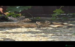 Mixed Breed cats for sale: Girls ready for there forever home  - Image 3