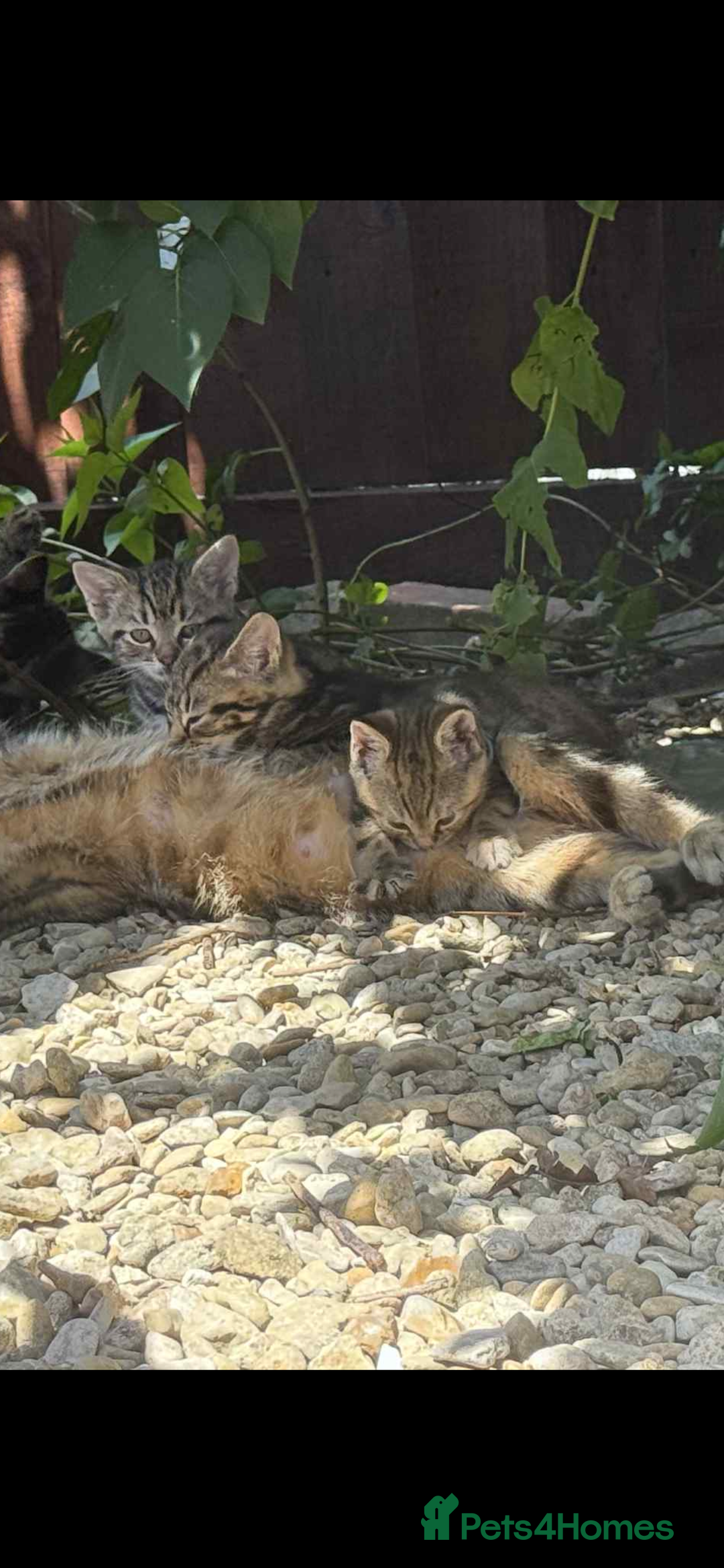 Mixed Breed cats for sale: Girls ready for there forever home  - Image 3