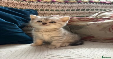 British Shorthair cats Gorgeous British shorthair kittens  - Advert 9