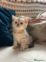 British Shorthair cats Gorgeous British shorthair kittens - Advert 4