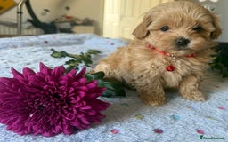 Maltipoo dogs for sale: Perfect small Maltipoo’s  puppy’s ❤️ - Image 4