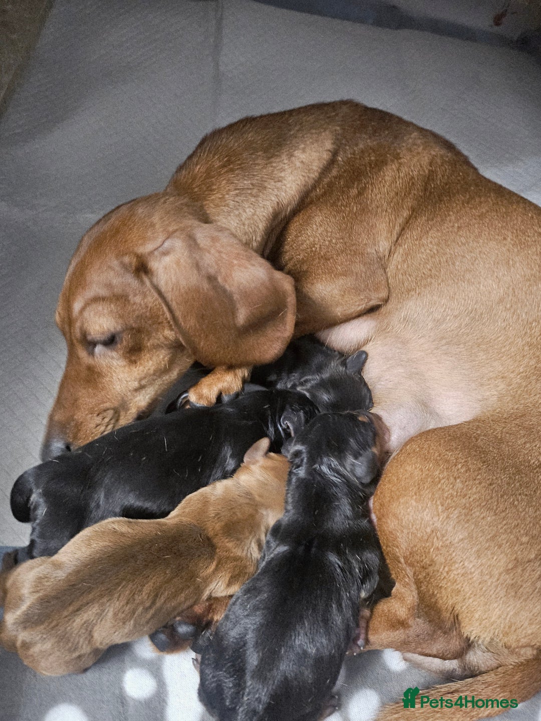 Dachshund dogs for sale: Beautiful Miniature Dachshund - Advert 30