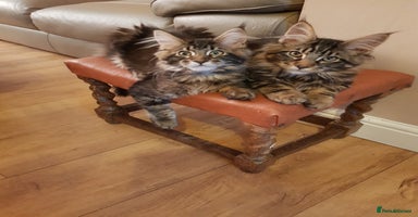Maine Coon cats Maine coon kittens ready now  - Advert 6