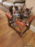 Maine Coon cats Maine coon kittens ready now - Advert 8