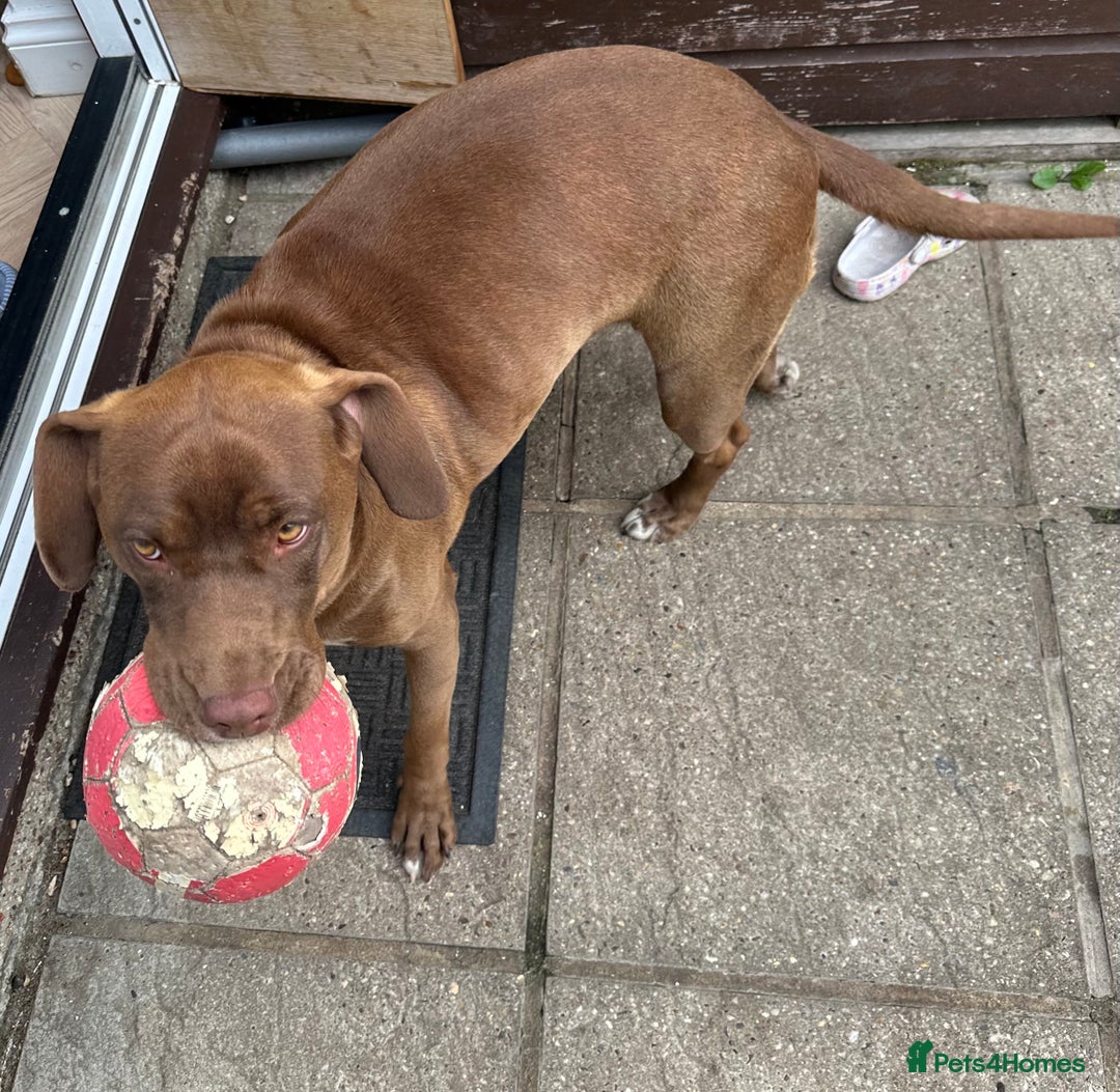 Mixed Breed dogs for sale: Vând Labrador Ciocolatiu - Image 5