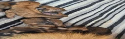 Mixed Breed dogs for sale: Outstanding Shibapoos 3 left  - Advert 4