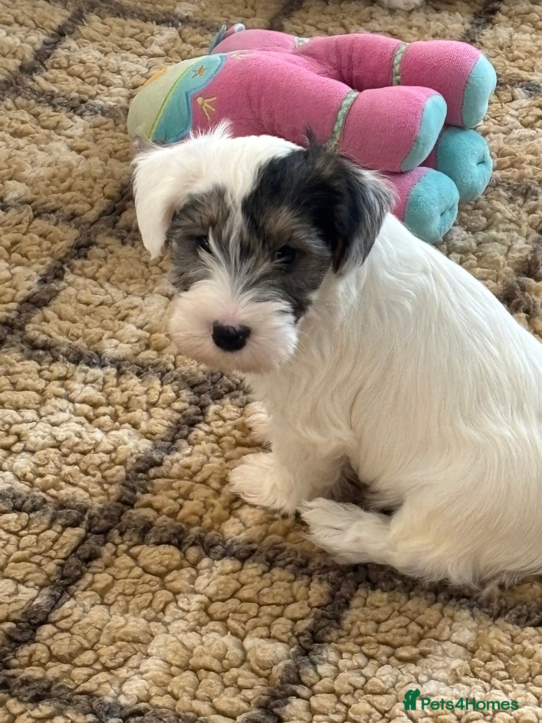 Sealyham Terrier dogs for sale: Stunning Sealyham Terriers  - Advert 22