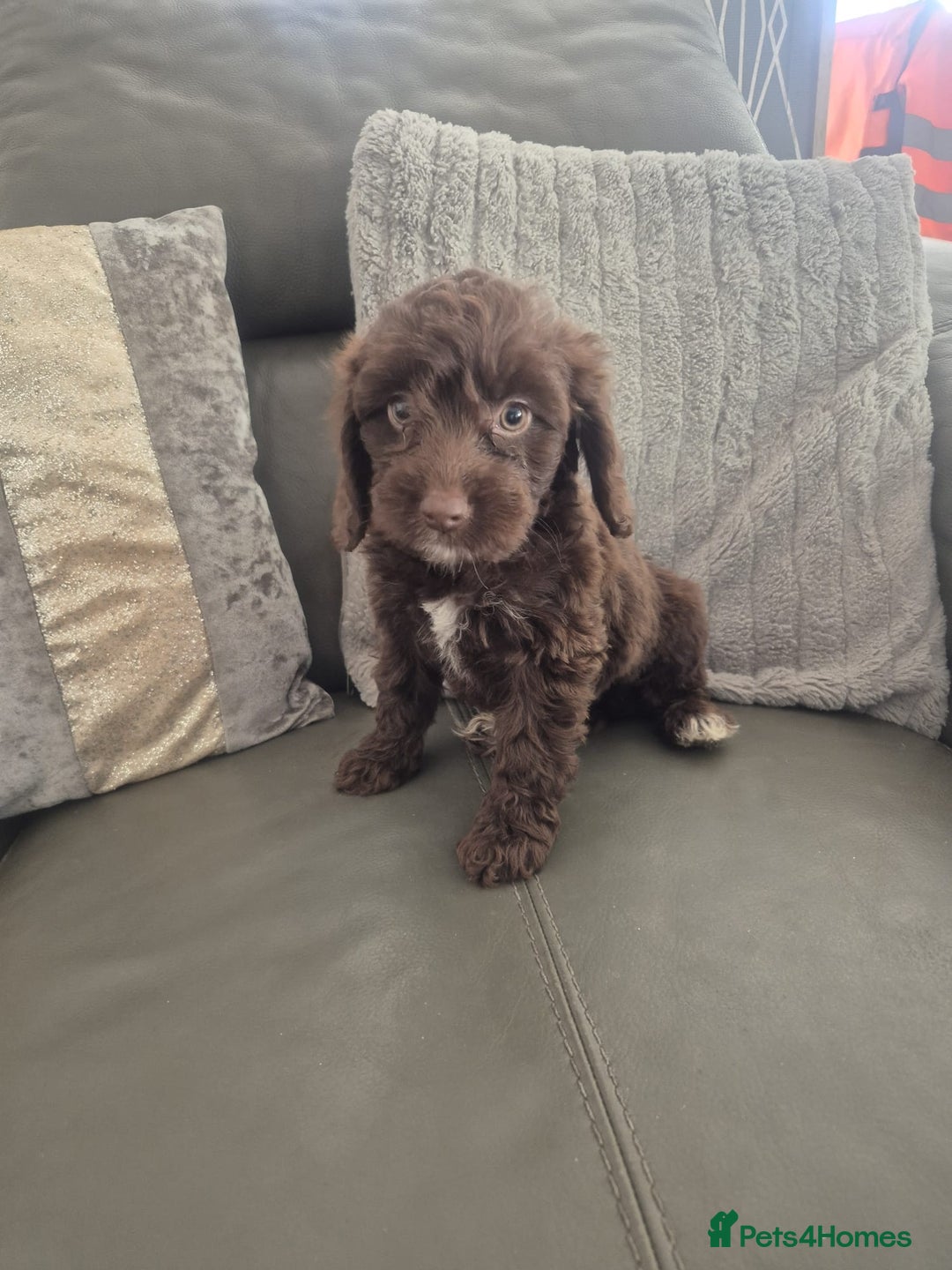 Cockapoo dogs for sale: F1 cockapoo - Ready Now - Image 38