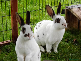 Rex rabbits Mini Rex Does - Advert 12