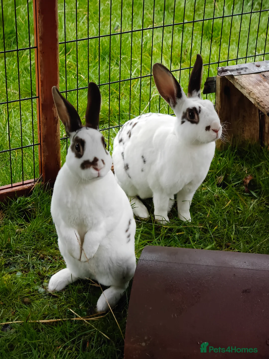 Rex rabbits for sale: Mini Rex Does - Advert 1