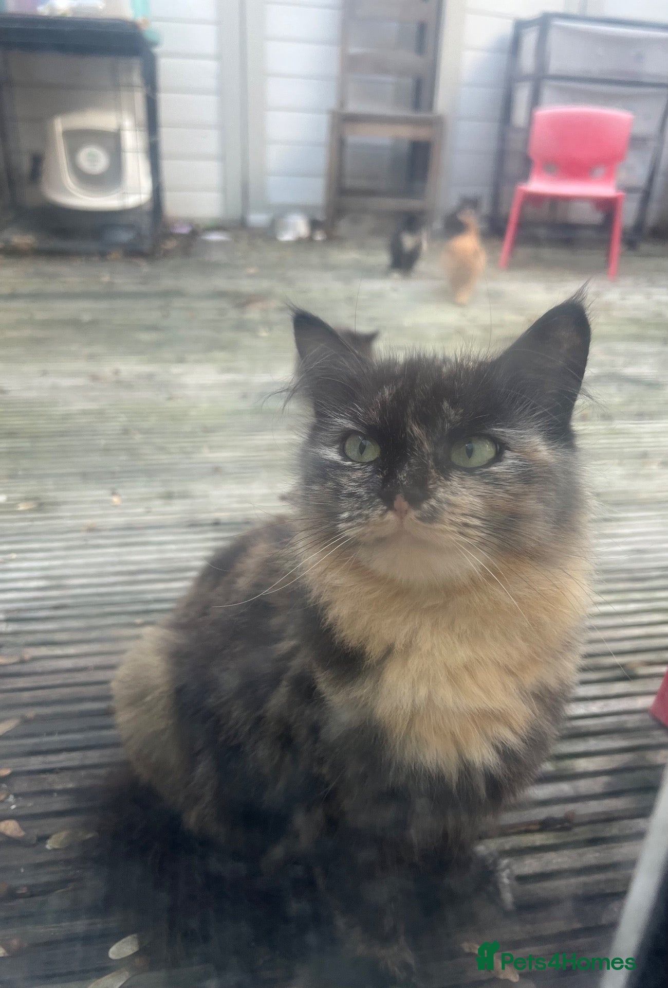 Mixed Breed cats for sale: Calico cat and two kittens for rehoming  - Advert 13