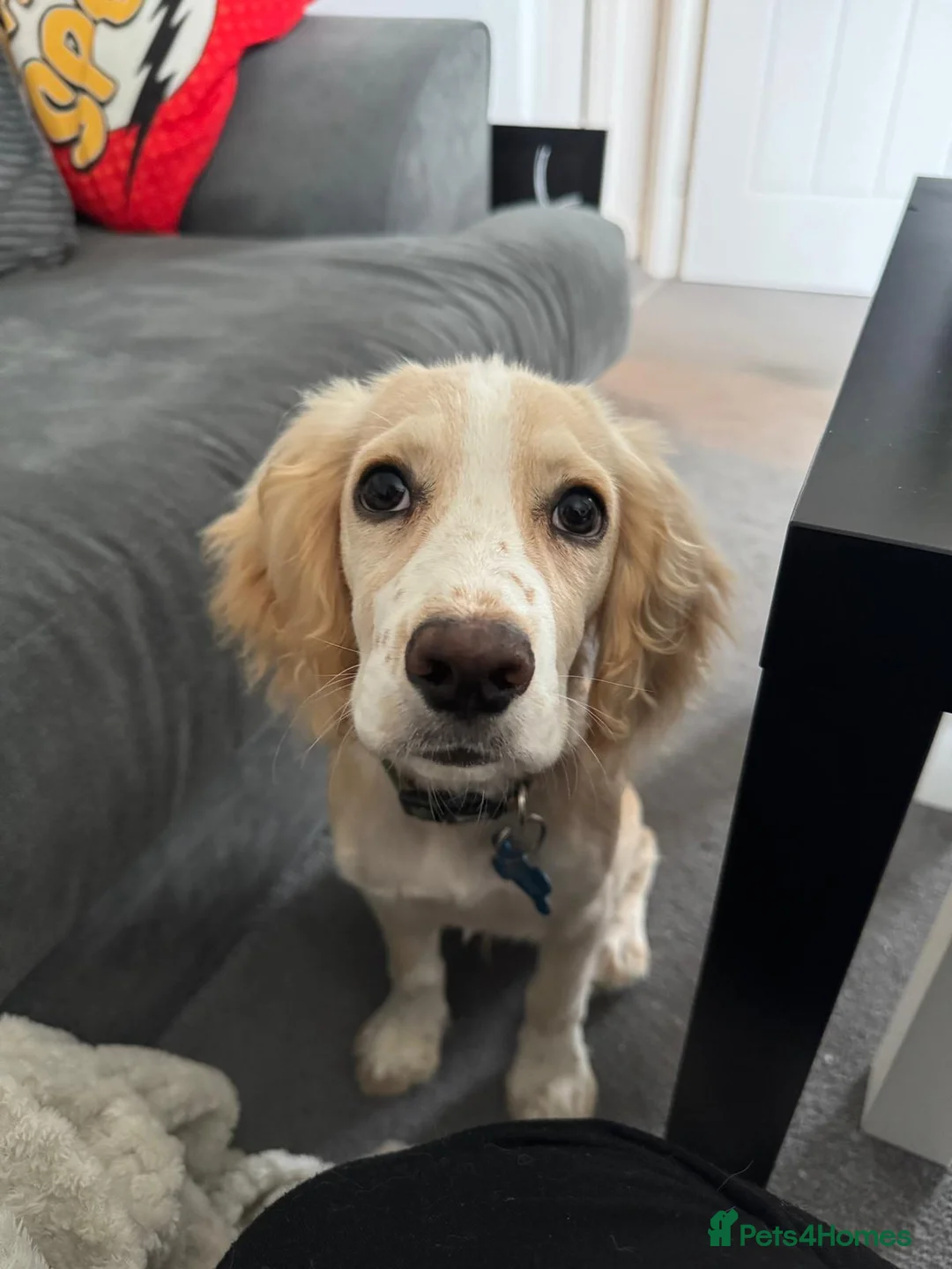 Cocker Spaniel dogs for stud: Lemon Cocker Spaniel for Stud in Gosport - Advert 2