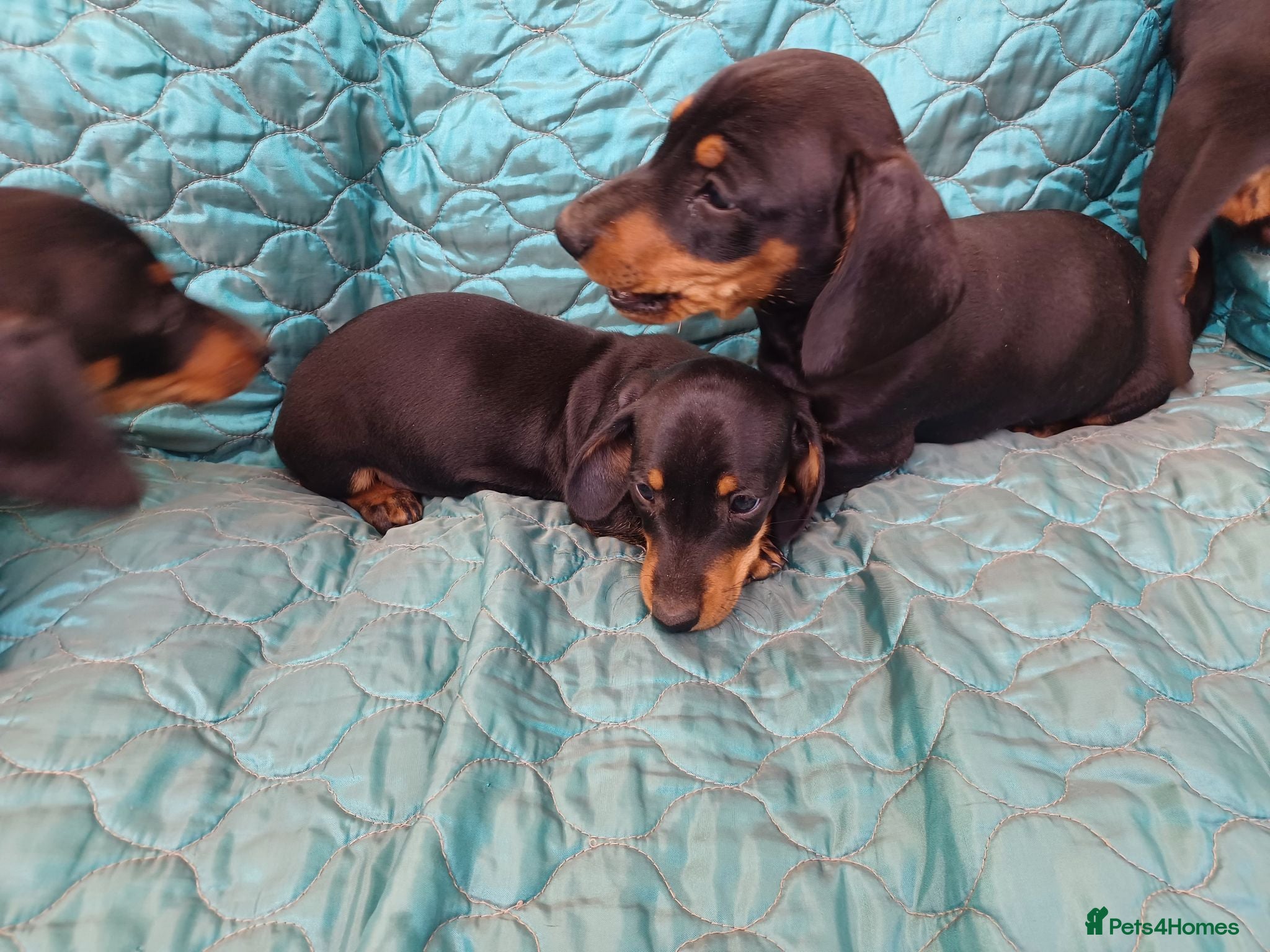 Dachshund dogs 1 Downs Hoppit,Hamlet Hill,Roydon, Cm195jy  - Advert 2