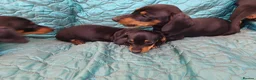 Dachshund dogs for sale: 1 Downs Hoppit,Hamlet Hill,Roydon, Cm195jy  in Harlow - Advert 2