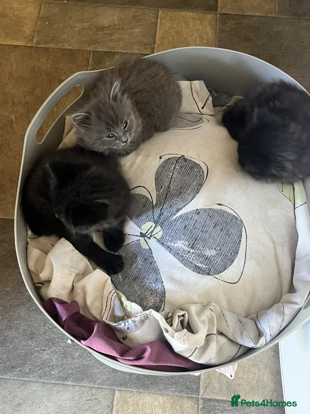 Mixed Breed cats for sale: FLUFFY……..Ragdoll X short hair  - Advert 5