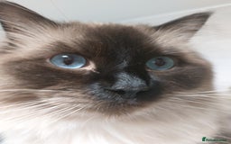 Ragdoll cats for stud: GCCF Active Register Seal Point Awesome Ragdoll in Luton - Image 4