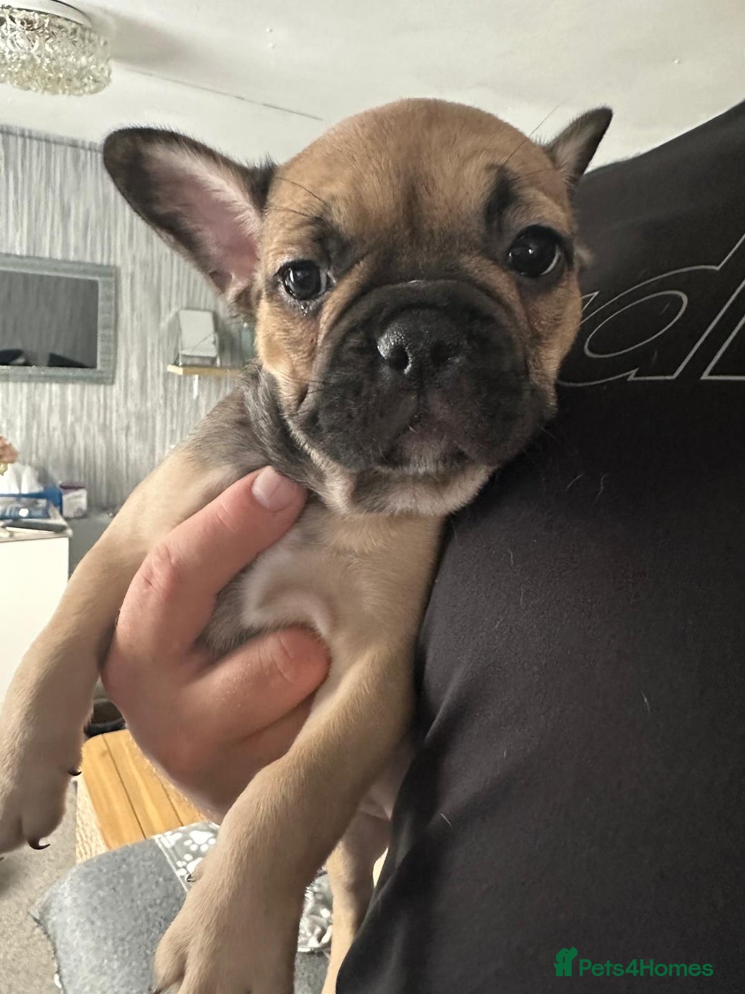 French Bulldog dogs for sale: Amazing french bulldog  - Image 35