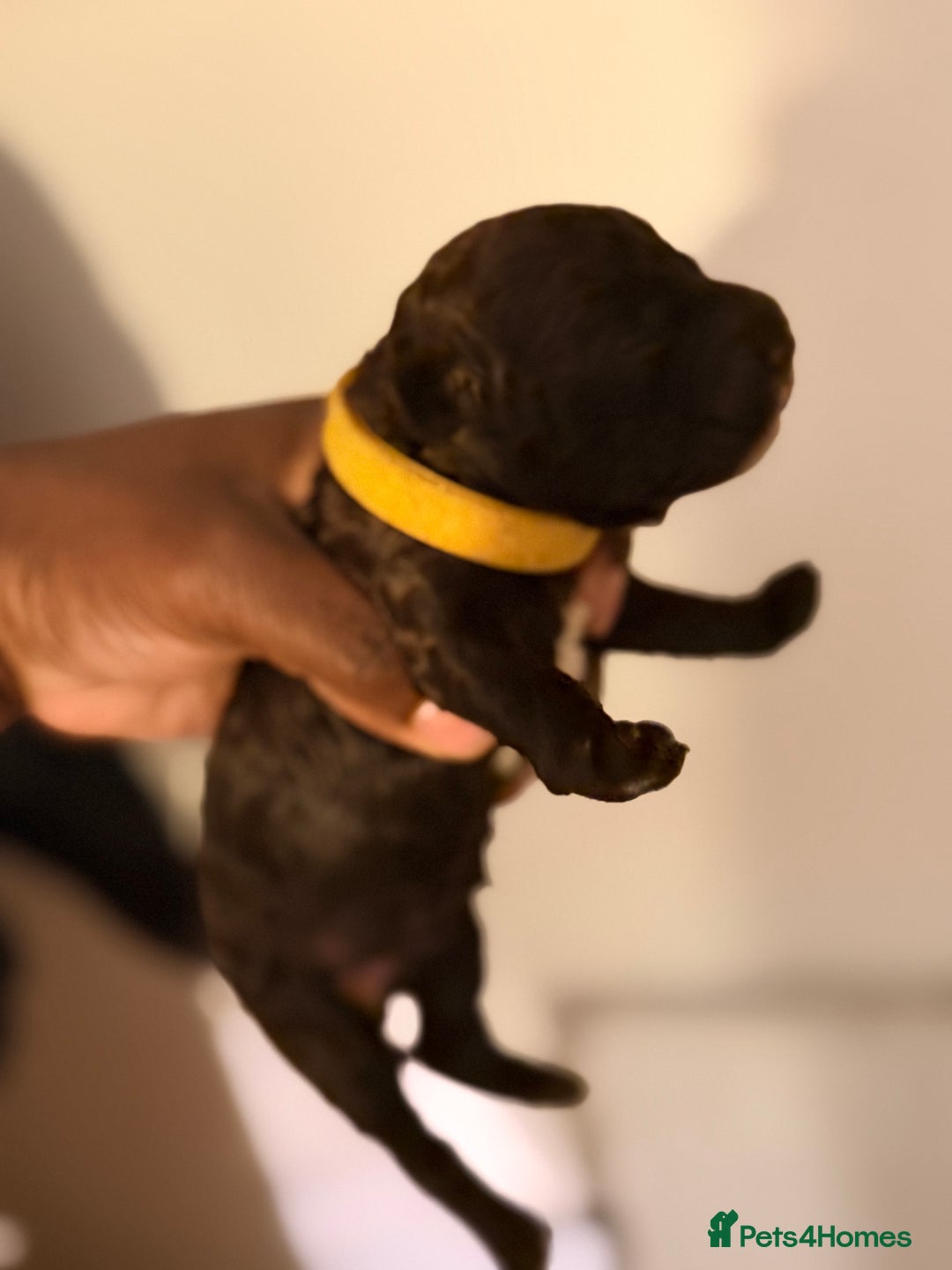 Cockapoo dogs for sale: Adorable Puppies Looking for Their Forever Homes! - Advert 6