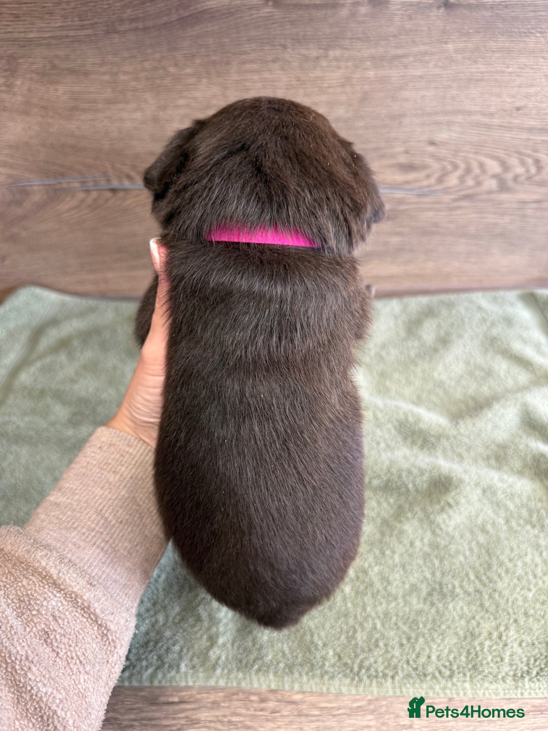 Labrador Retriever dogs for sale: Chunky chocolate labradors  - Image 34