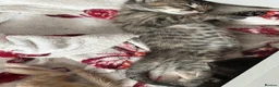 British Shorthair cats for sale: Baby kitties for sale  in Salisbury - Advert 2