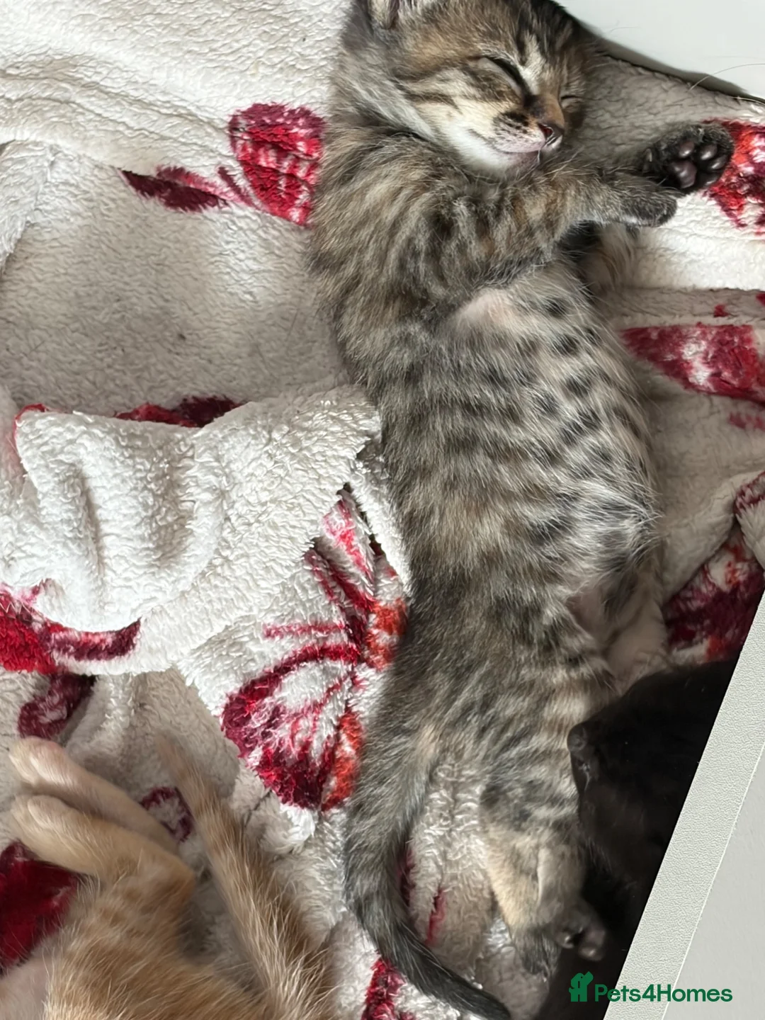 British Shorthair cats for sale: Baby kitties for sale  in Salisbury - Advert 2