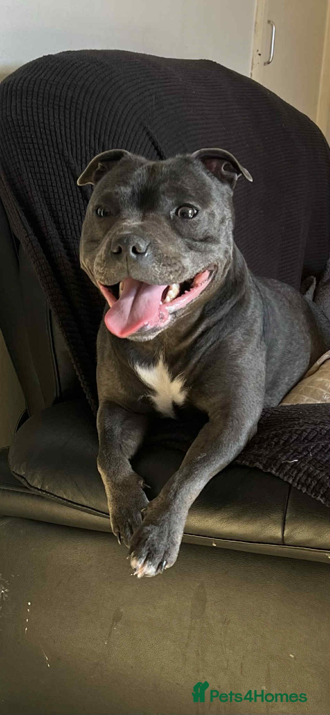 Staffordshire Bull Terrier dogs for sale: Beautiful little of 4 pups 2 girls 2 boys - Advert 3