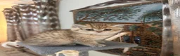 British Shorthair cats for sale: Premium British Shorthair Kittens  - Advert 14