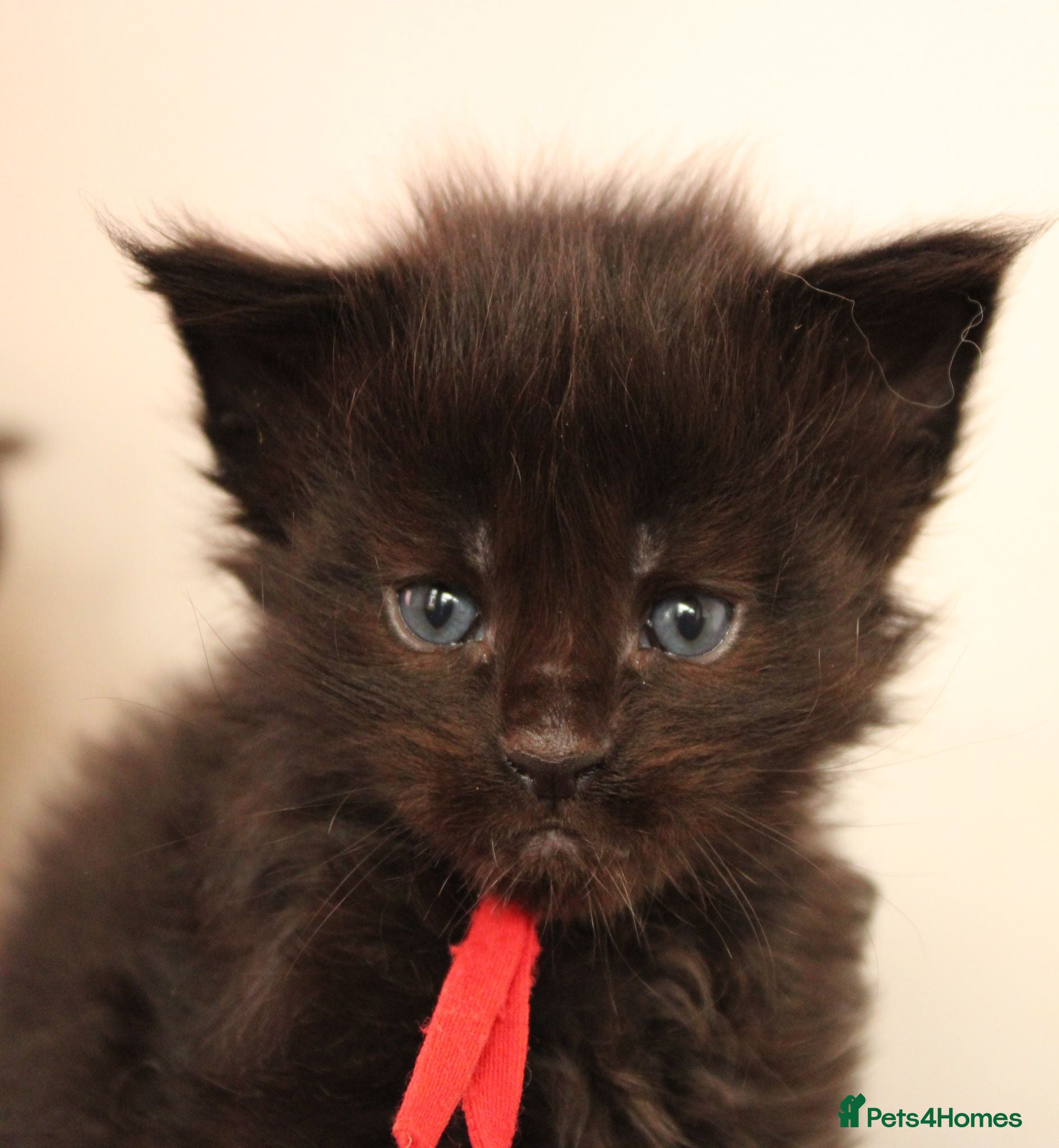 Maine Coon cats Tica Registered Maine Coon Kittens Available  - Advert 2