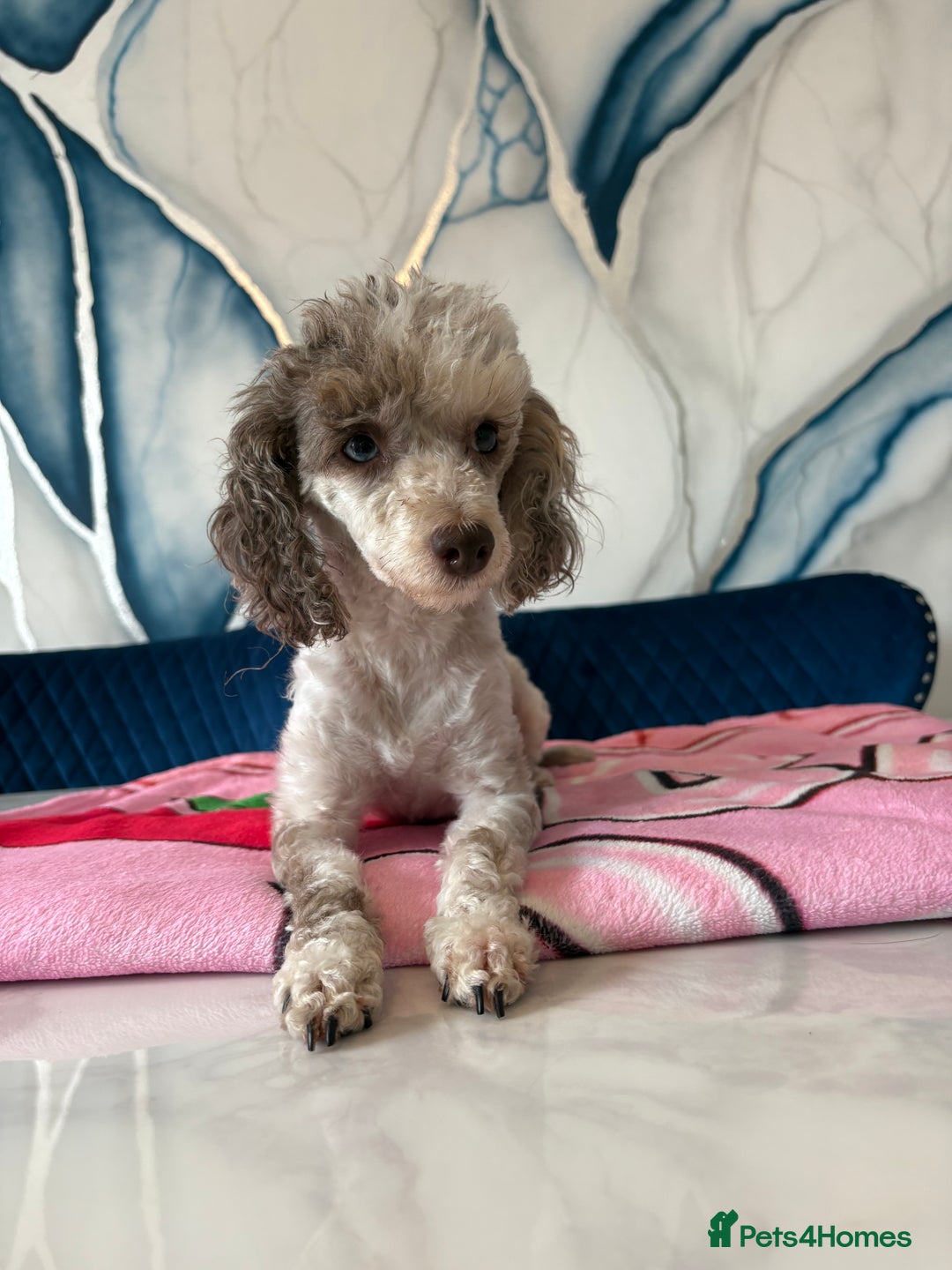 Toy Poodle dogs for sale: 1 Male & 1 Female Toy Poodle - Image 21