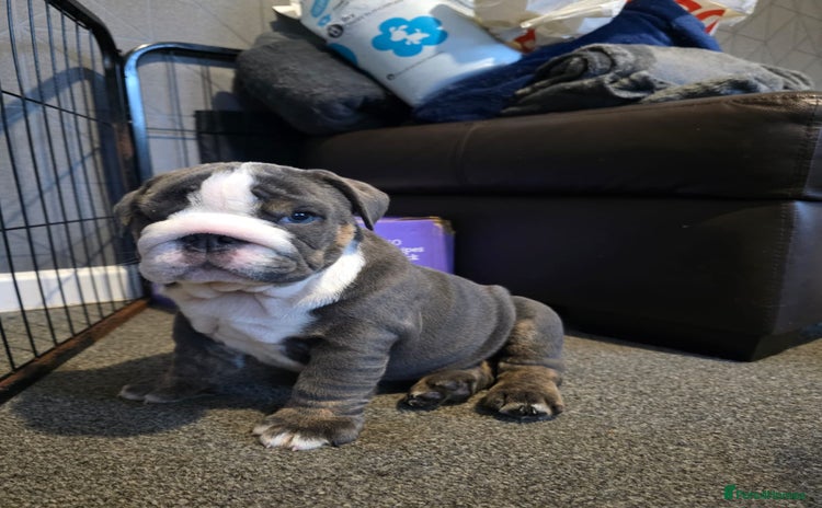 English Bulldog dogs - Advert 3