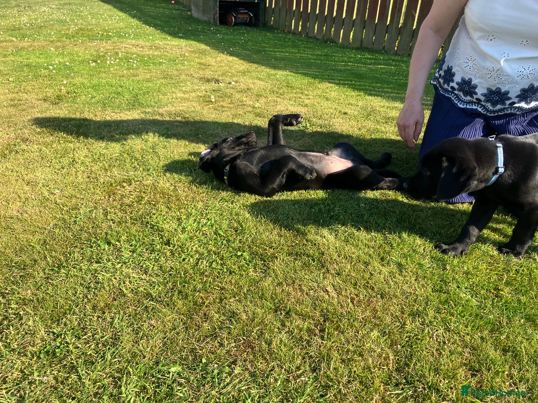 Labrador Retriever dogs for sale: Black Labrador Retriever - Image 5