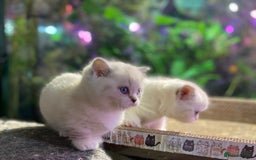 Scottish Fold cats for sale: TICA Full Pedigree kitten available  - Image 8