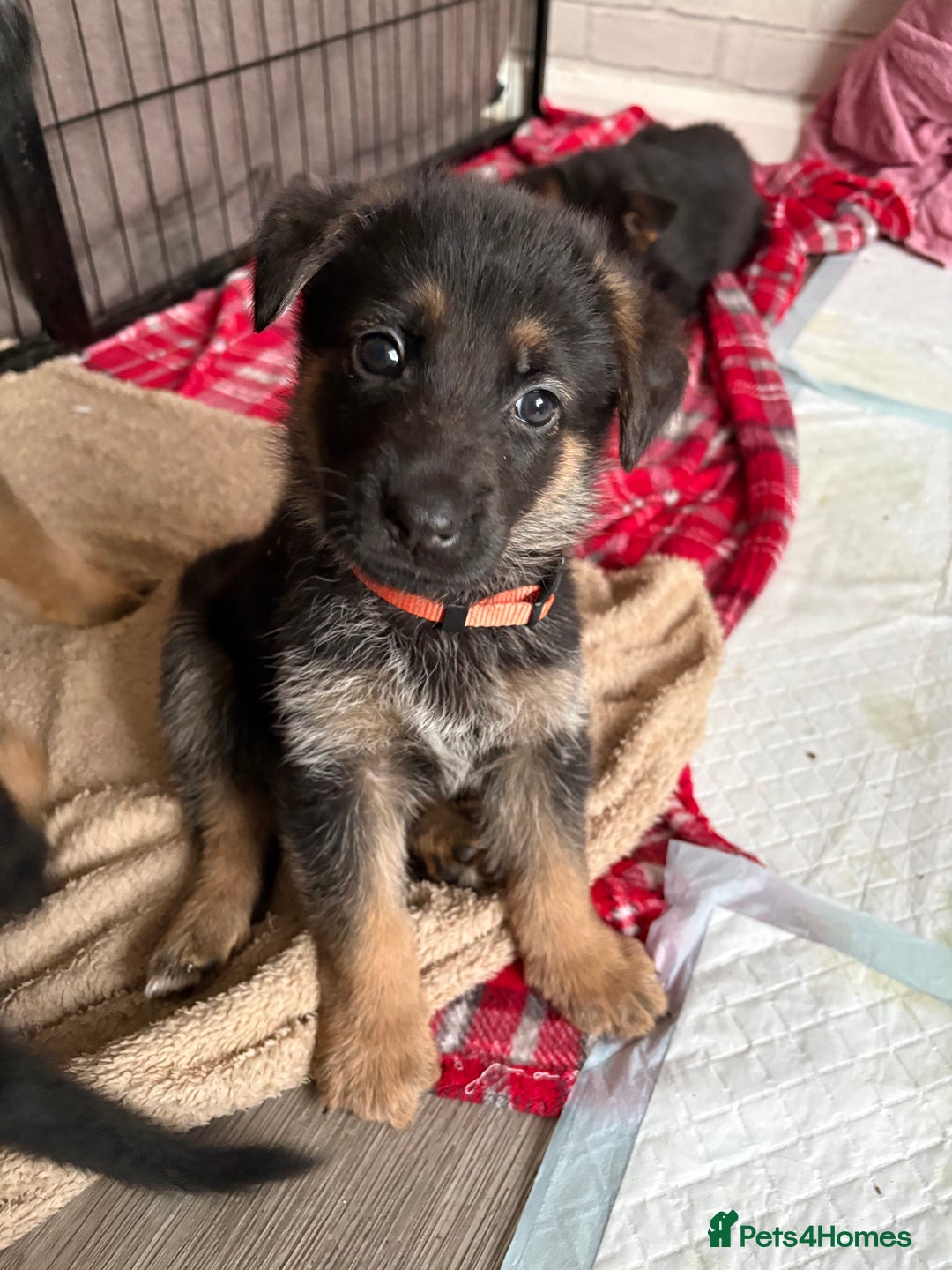 Mixed Breed dogs for sale: Belgian malinois x German Shepherd puppies  - Advert 26