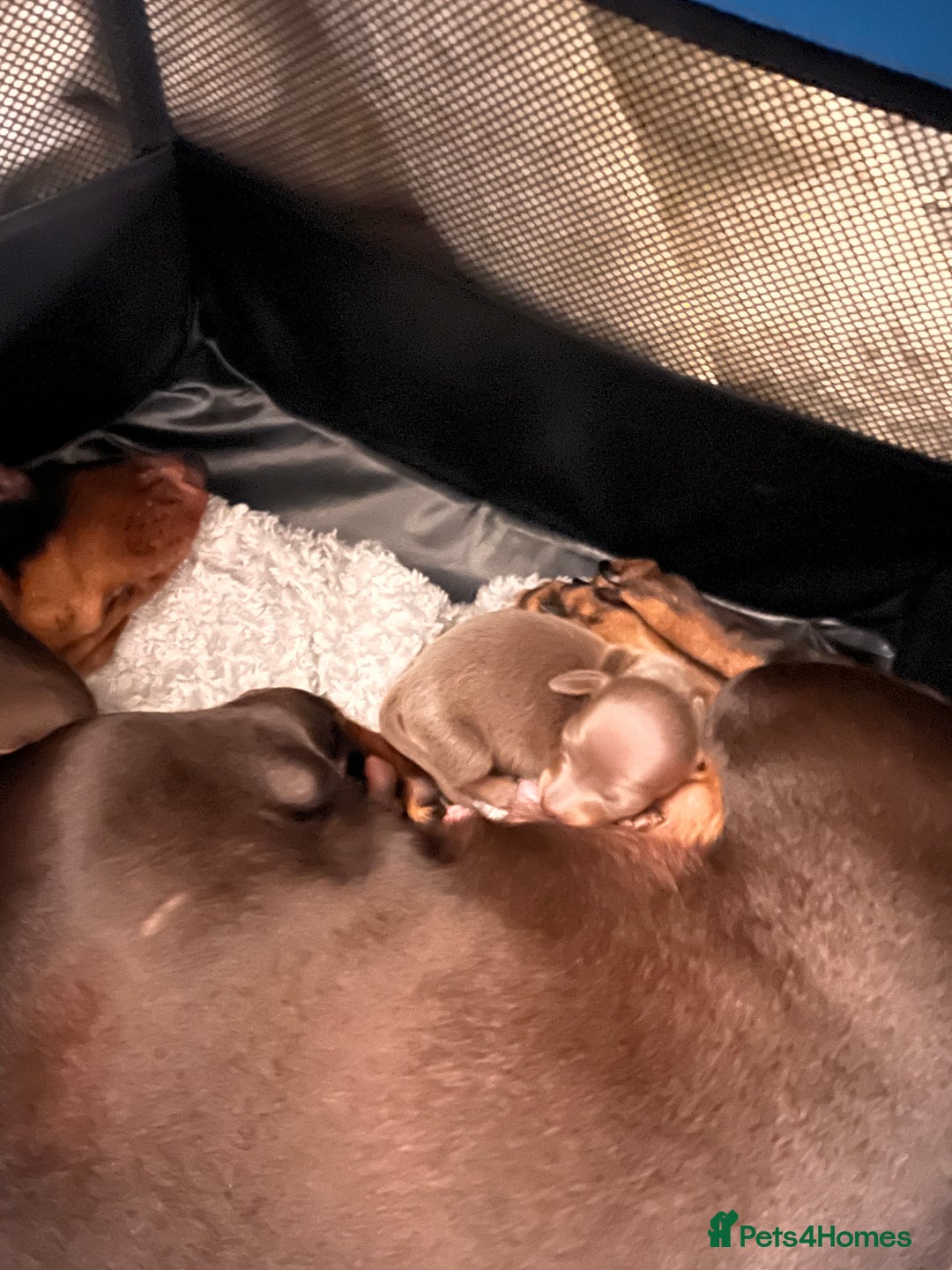 Dachshund dogs for sale: Isabella  - Advert 5