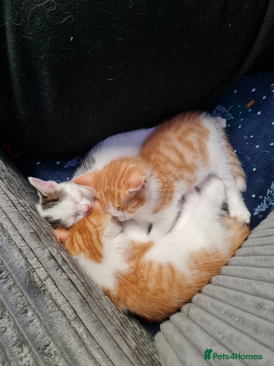 Mixed Breed cats for sale: Kittens😻🧡🧡🩶🤍 - Advert 12