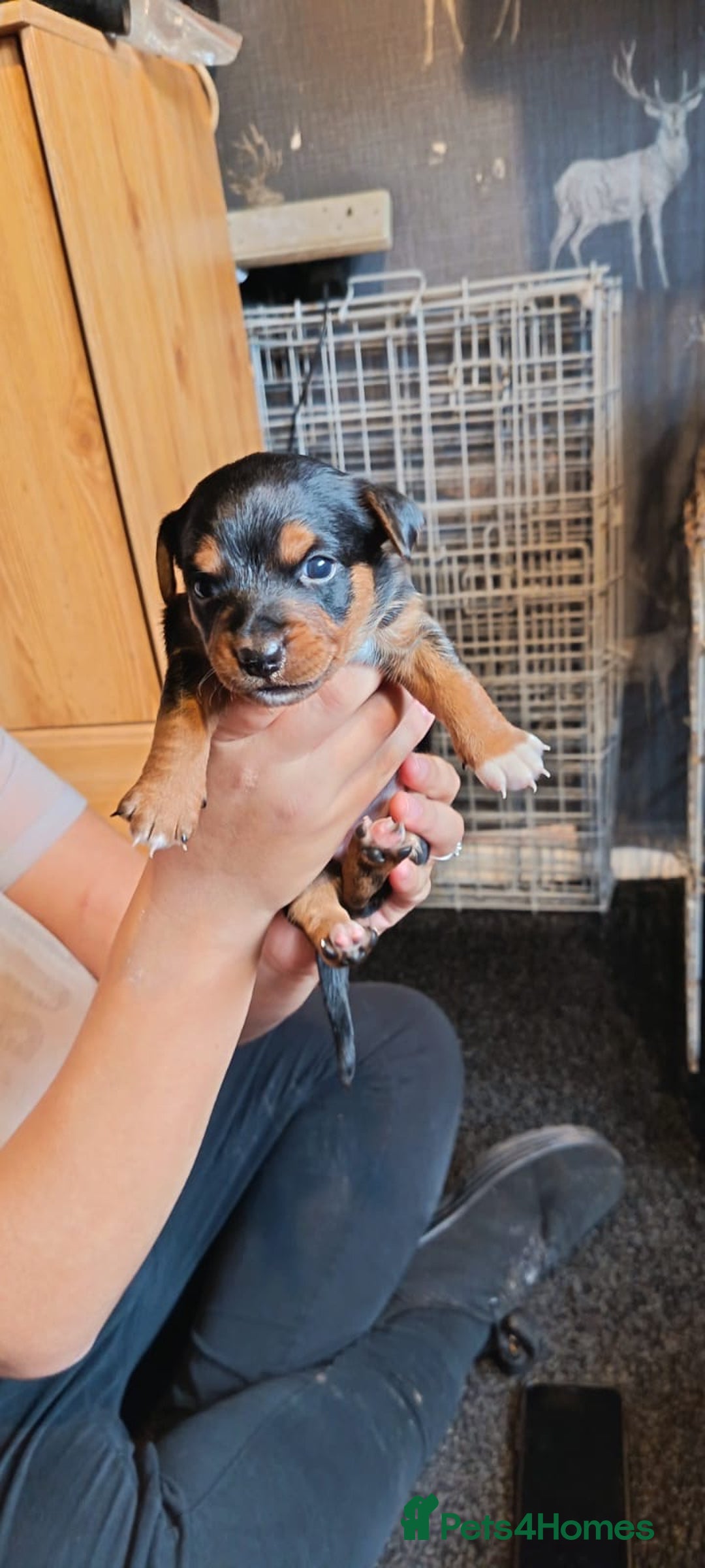 Mixed Breed dogs for sale: Jack Russell x dash x Chihuahua - Image 4