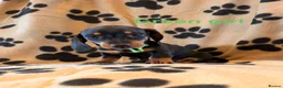Miniature Dachshund dogs for sale: Beautiful Miniature Dachsund Puppies - Advert 8