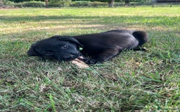 Labrador Retriever dogs for sale: Black KC Labrador puppies available (FTCL) - Image 6
