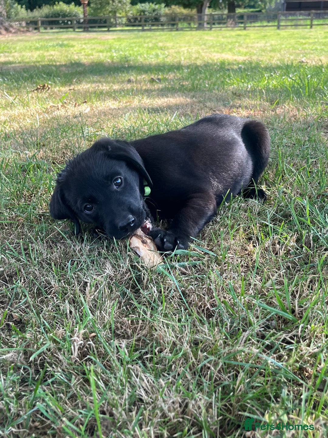 Labrador Retriever dogs for sale: Black KC Labrador puppies available (FTCL) - Image 6