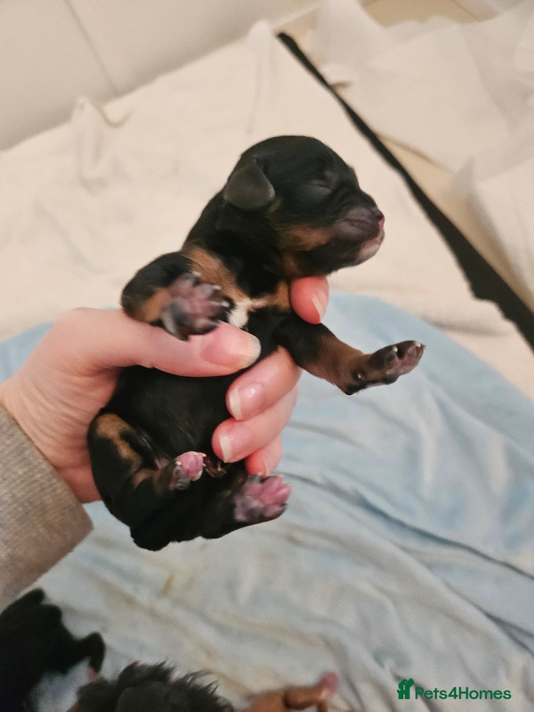 Cavapoo dogs for sale: Gorgeous F1b Toy Cavapoo Babies   - Image 8