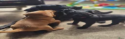 Labrador Retriever dogs for sale: Outstanding litter of 7 KC Reg Labrador Pups - Advert 11