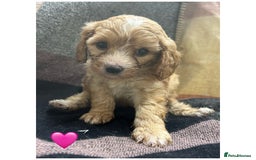 Cavapoo dogs for sale: Beautiful fully DNA tested Cavapoo's  - Image 18