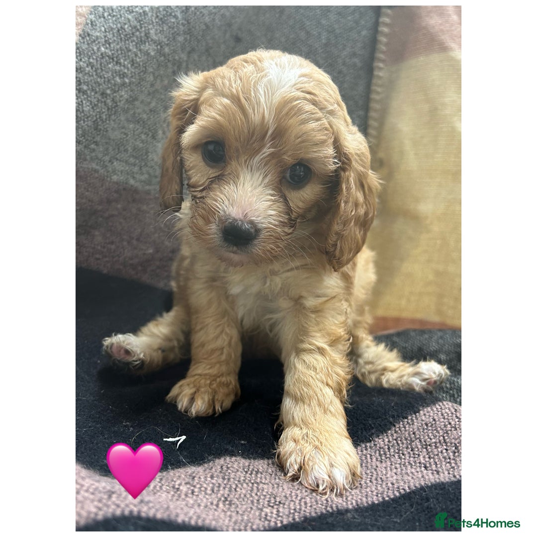 Cavapoo dogs for sale: Beautiful fully DNA tested Cavapoo's  - Image 18