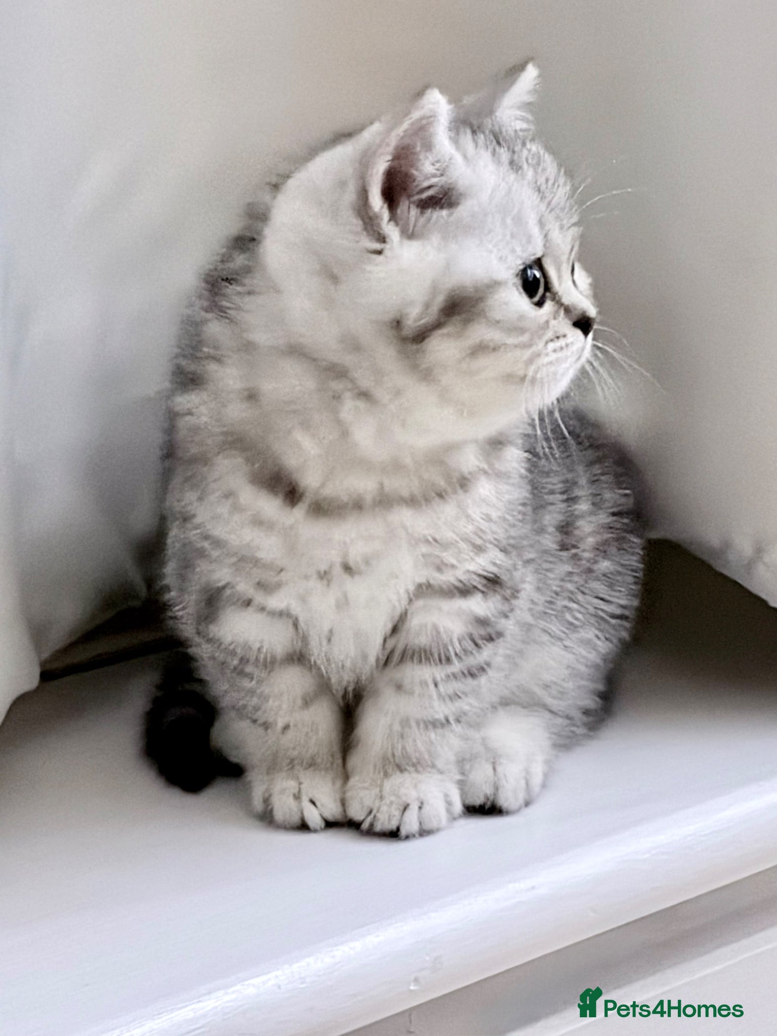 British Shorthair cats for sale: Stunning British Shorthair - Advert 3