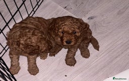 Labradoodle dogs for sale: 🐾AVAILABLE TO VIEW! - Fox Red Labradoodle Pups 🐾 - Image 9