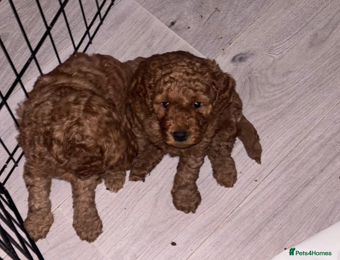 Labradoodle dogs for sale: 🐾AVAILABLE TO VIEW! - Fox Red Labradoodle Pups 🐾 - Image 9