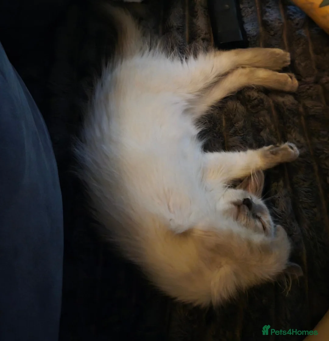 Ragdoll cats for sale: 3 month old male ragdoll kitten playful  in Luton - Advert 2
