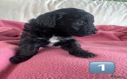Bordoodle dogs for sale: Adorable Bordoodle (collie-poo) pups for sale  - Image 18